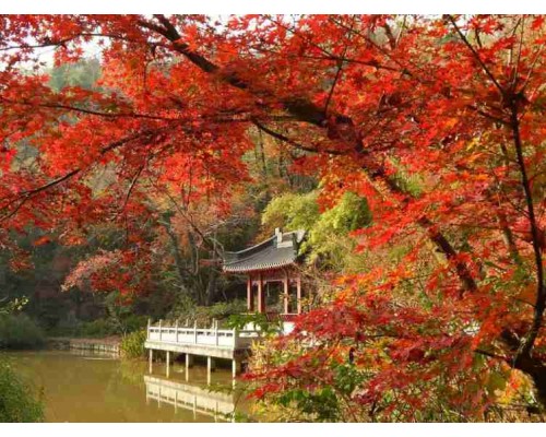 江南秋景神仙居大閘蟹六天遊