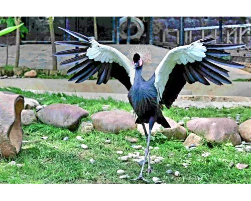 香港動植物公園 / 故宮博物館 一天遊