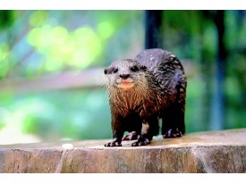 香港動植物公園 / 故宮博物館 一天遊