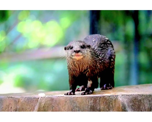 香港動植物公園 / 故宮博物館 一天遊